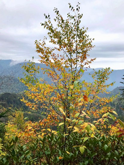 43642978070_81e9c0b5e3_o